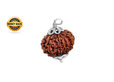 Nepal Origin 11 Mukhi Rudraksha_img