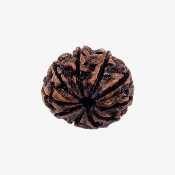 Nepal Origin 10 Mukhi Rudraksha_img